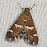 Pyraloidea through Pyralinae Moths  : 4703 - 6075