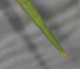 Northern Walking Stick