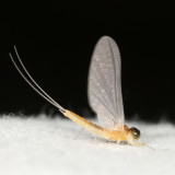Mayflies : Ephemeroptera