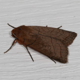 Hodges#9943 * Unsated Sallow Moth * Metaxaglaea inulta