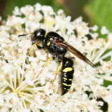 Philanthus sanbornii ♂