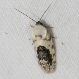 Hodges#9095 * Small Bird Dropping Moth * Ponometia erastrioides