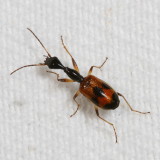 Colliuris pensylvanica