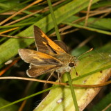 Pecks Skipper ♂