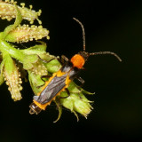 Cantharidae : Soldier Beetles