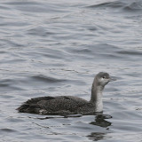 Red-throated Loon / Juvenile