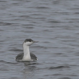 Red-throated Loon / Adult nonbreeding