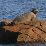 Harbor Seal