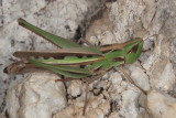 Syrbula montezuma ♀  * Montezumas Grasshopper