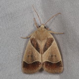 Hodges#9815 * American Dun-bar Moth * Cosmia calami 