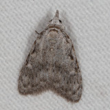 Hodges#8996 * Sweet Pepperbush Nola Moth * Nola clethrae