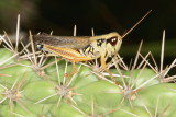 Large-headed Grasshopper ♂  