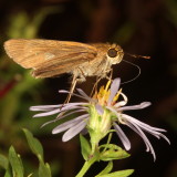 Ocola Skipper