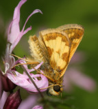 Pecks Skipper