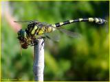 Ictinogomphus australis - libellule