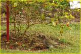 voleurs de piments