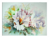 Hibiscus - aquarelle