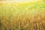 Gold-coloured wheat