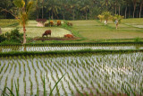 Ubud rice fields