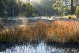 Misty morning, Girraween