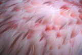 Flamingo feathers