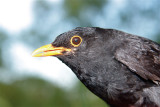 Koltrast/Common Blackbird/Turdus merula