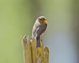 European Robin/Rdhake