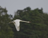 Mute Swan/Knlsvan