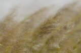 Reed panicle in wind.