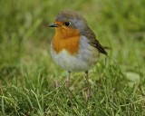 European Robin.