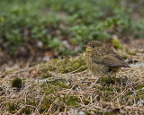 European Robin,