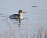 Goosander