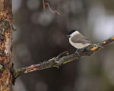 Marsh Tit