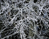 Frosty birch branches.