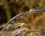 Light reflections in frosty grass