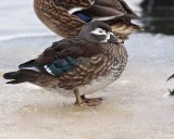 Wood Duck