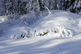 In the woods after the last snow storm