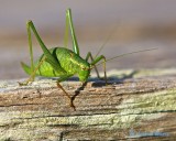 Katydid (some kind of).