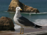 Geelpootmeeuw; Yellow-Legged Gull