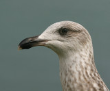 Geelpootmeeuw; Yellow-Legged Gull