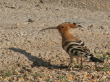 Hop; Hoopoe