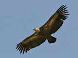 Vale Gier; Griffon Vulture