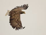 Zeearend; White-tailed Eagle