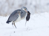 Blauwe Reiger; Grey Heron: Almere