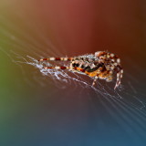 Lpeire diadme / Araneus diadematus