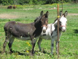 IMG_1309.JPG