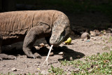 Komodo National Park-281.jpg