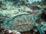 Diving South of Mombasa