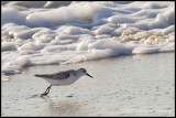 _MG_9953 sanderling wf.jpg