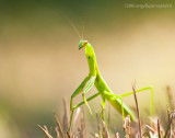 _ADR1031 praying mantis 11x14 wf.jpg